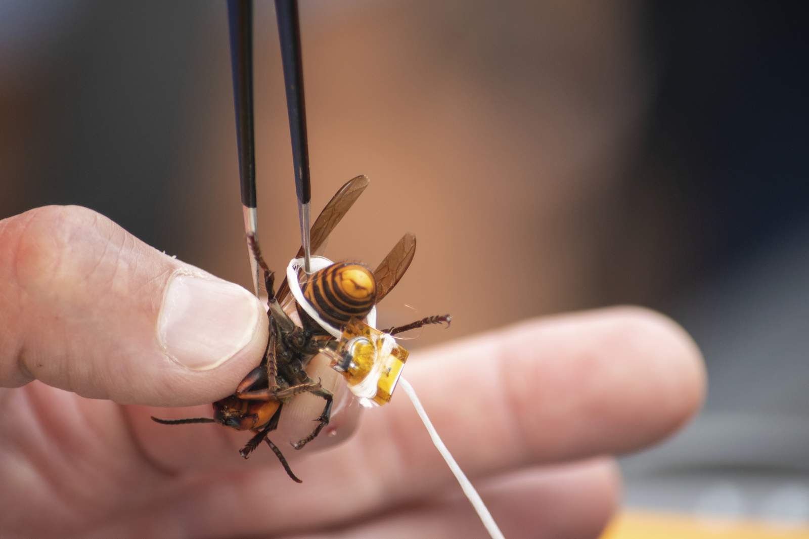 Washington state again fails to live-track murder hornet