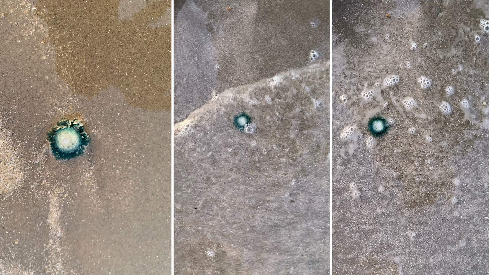 Blue button jellyfish spotted at Texas beaches