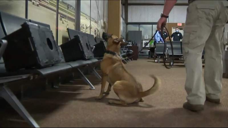 A dog’s life: TSA Explosive Detection Canines are trained in San Antonio