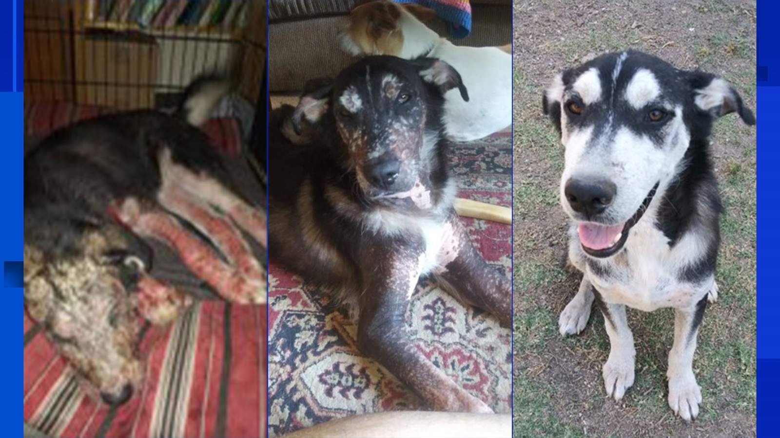 San Antonio dog makes stunning transformation in five weeks