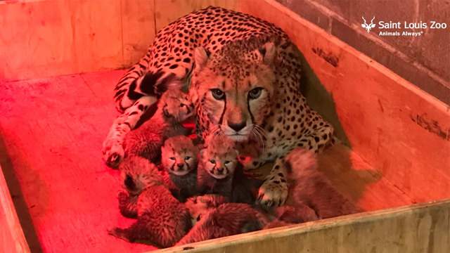Saint Louis Zoo celebrates historic birth of eight cheetah cubs