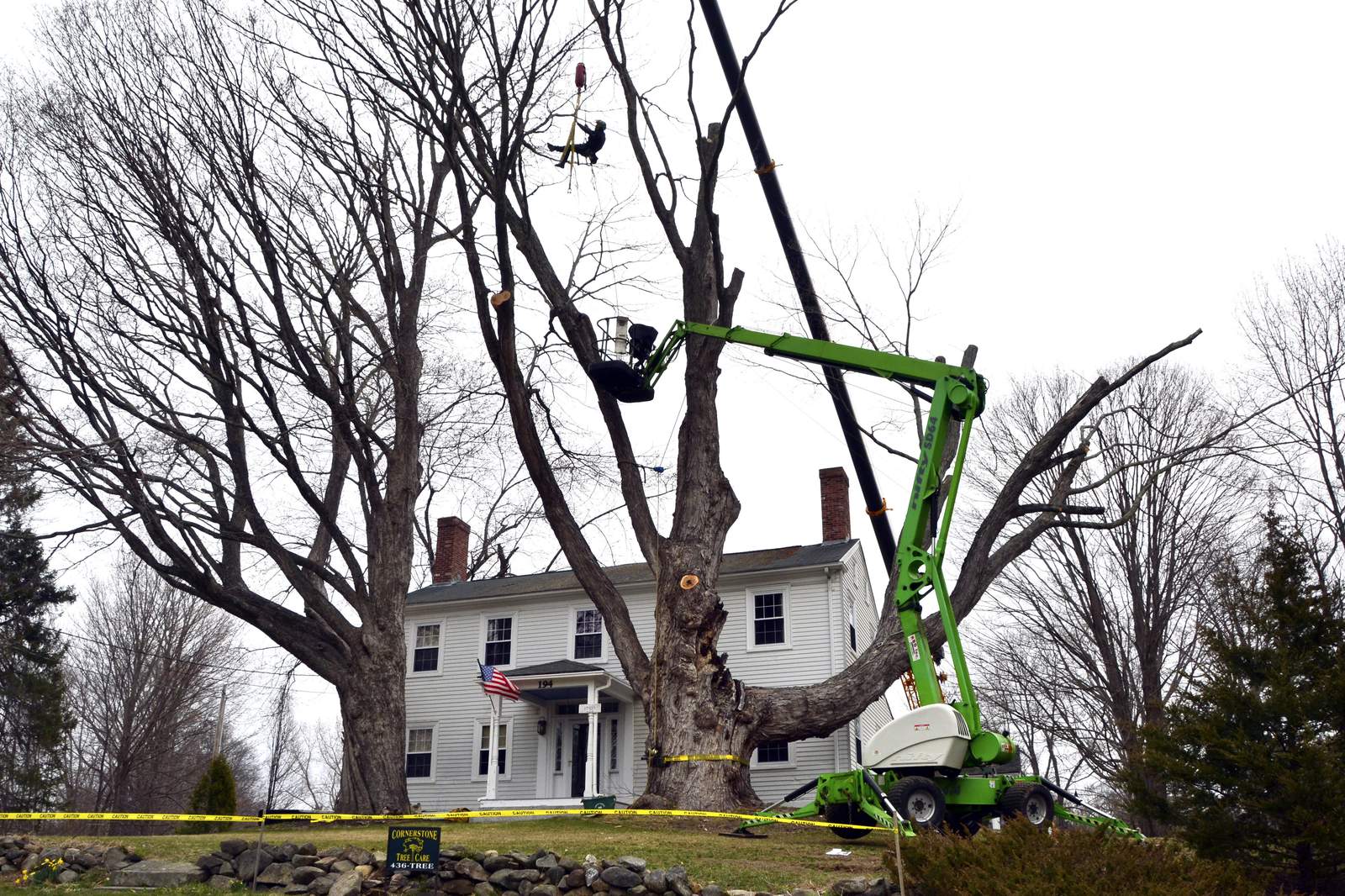 One of country's largest sugar maples removed for safety