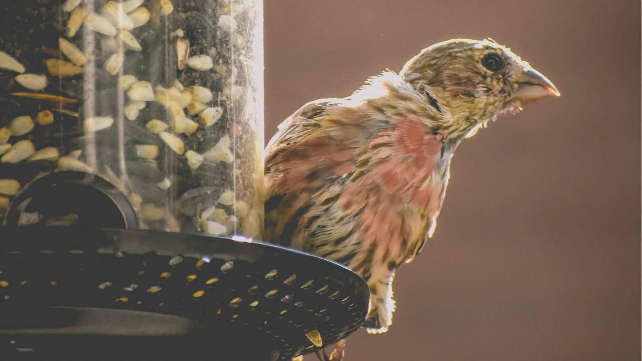 With this genius machine, birds can recycle garbage for treats