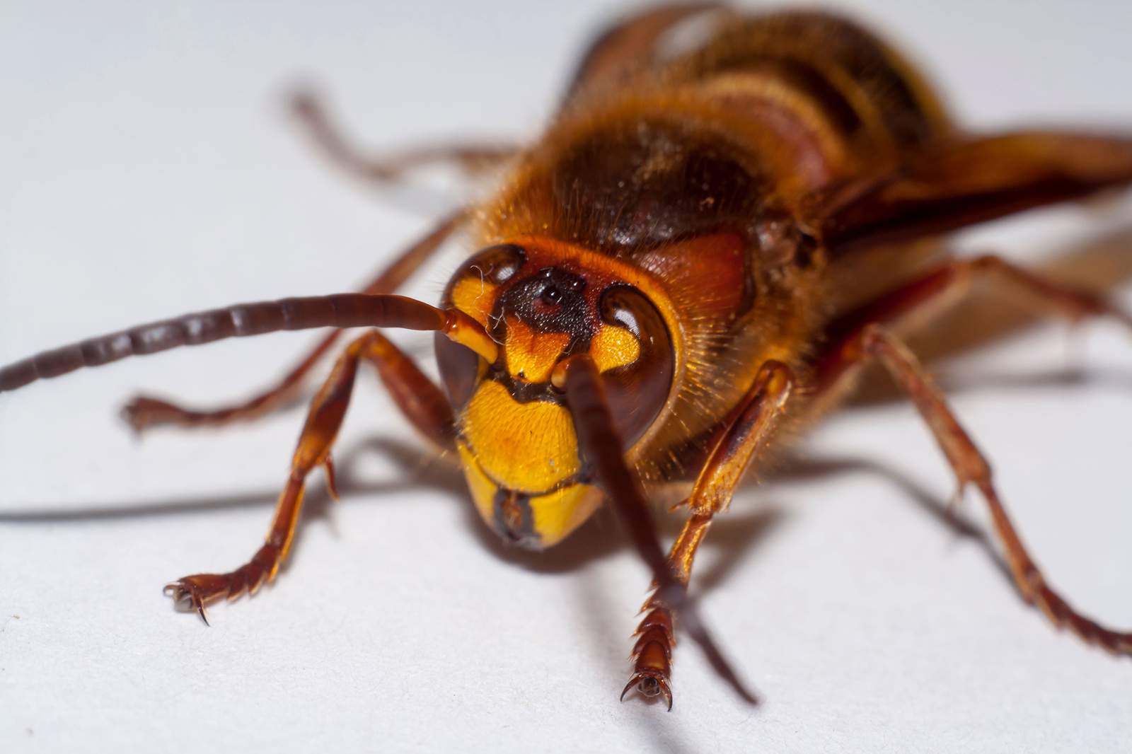 ‘Murder hornets’ have arrived for the first time ever in the U.S., report says