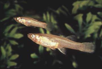 San Marcos fish among the 23 species the US government says are now extinct