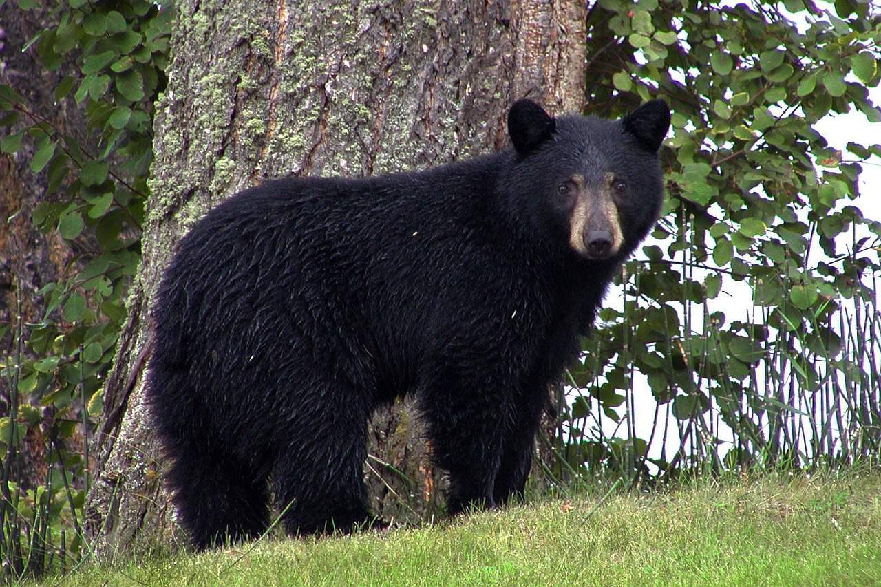 Yes, there are black bears in Texas. Wildlife experts share bear hazing safety protocols