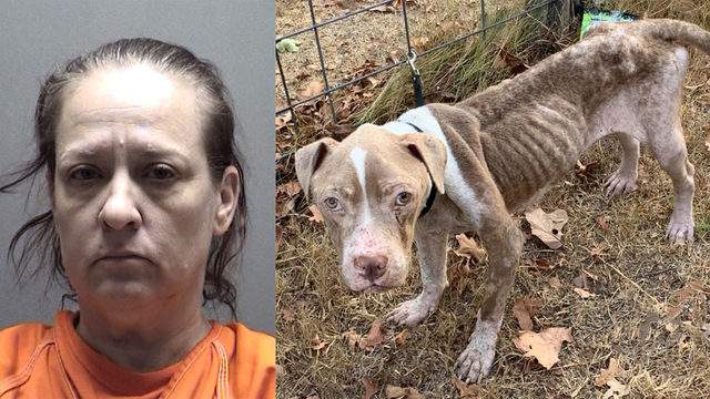 More 'severely emaciated' dogs found at house of woman with history of animal mistreatment