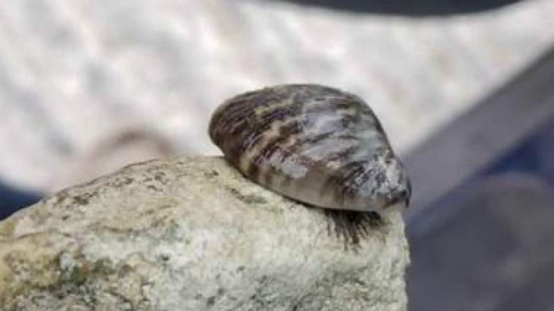 Celebrating freedom on July 4 while keeping lakes free of zebra mussels