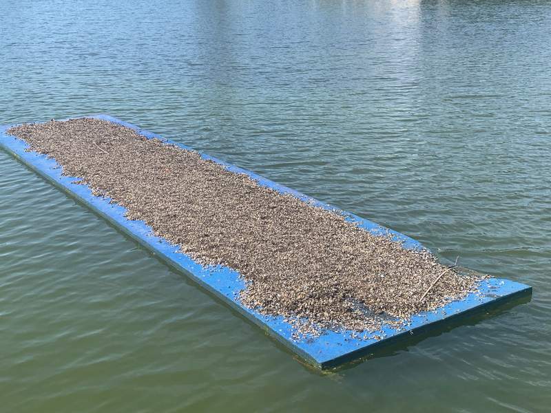 Family shocked to find float covered in invasive Zebra mussels at Lake LBJ