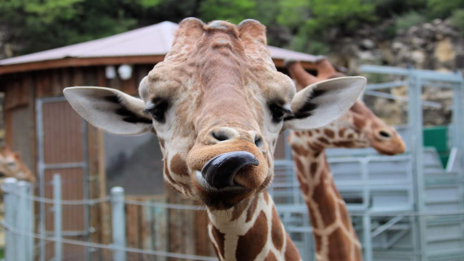 Admission to San Antonio Zoo is $8 on Thursday for locals
