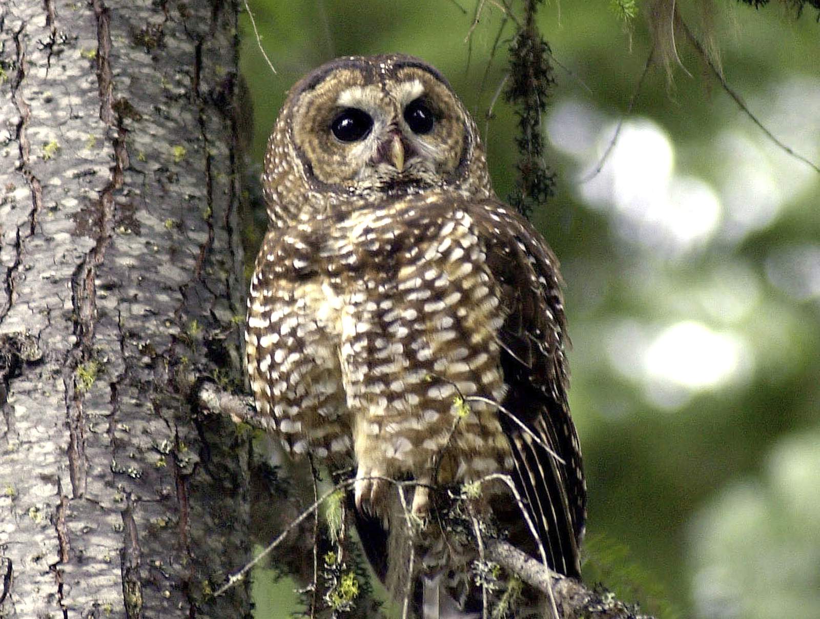 Conservationists sue to save spotted owl logging protections