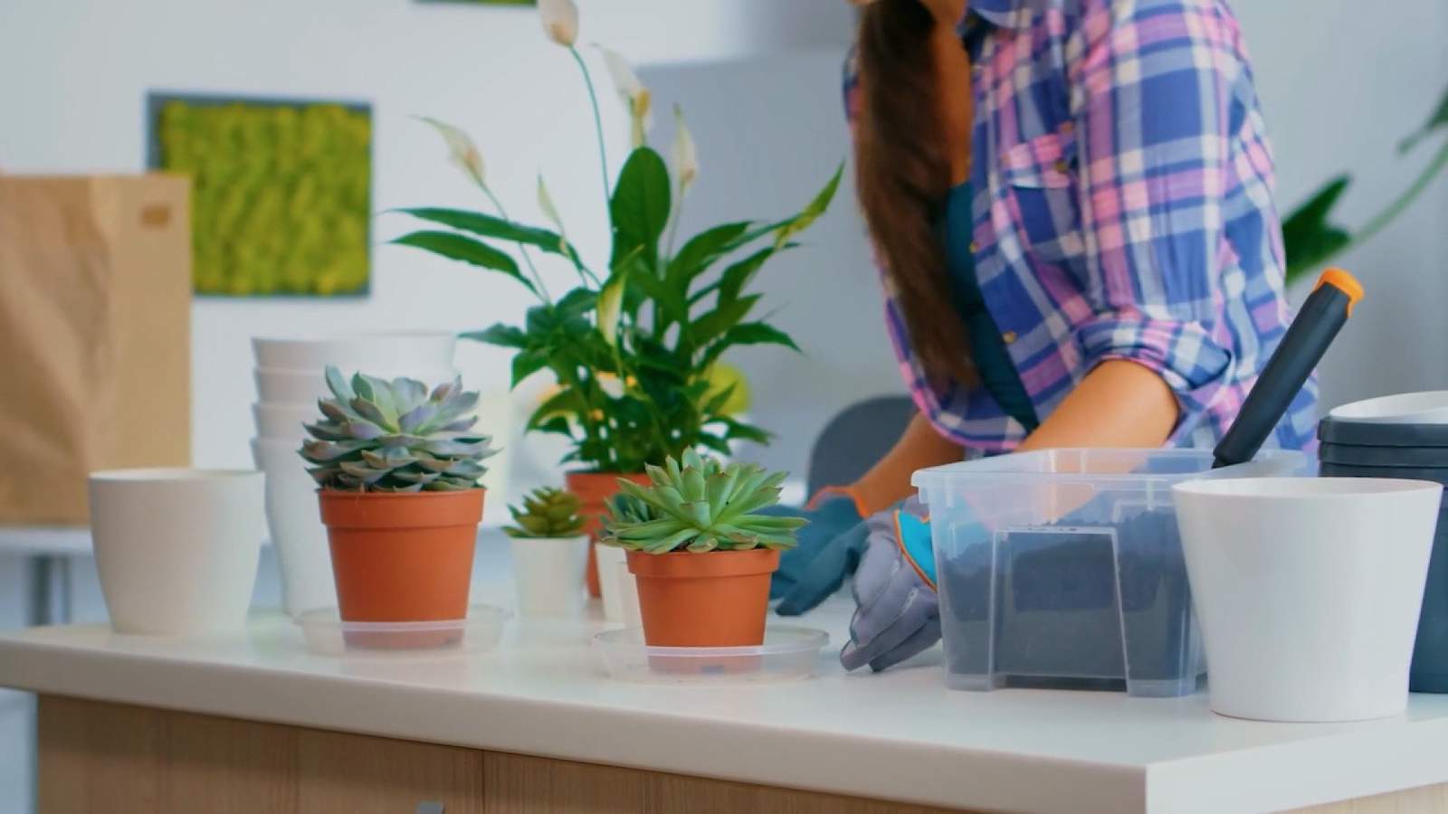 Here’s why Millennials and Gen Zers are filling homes with plants
