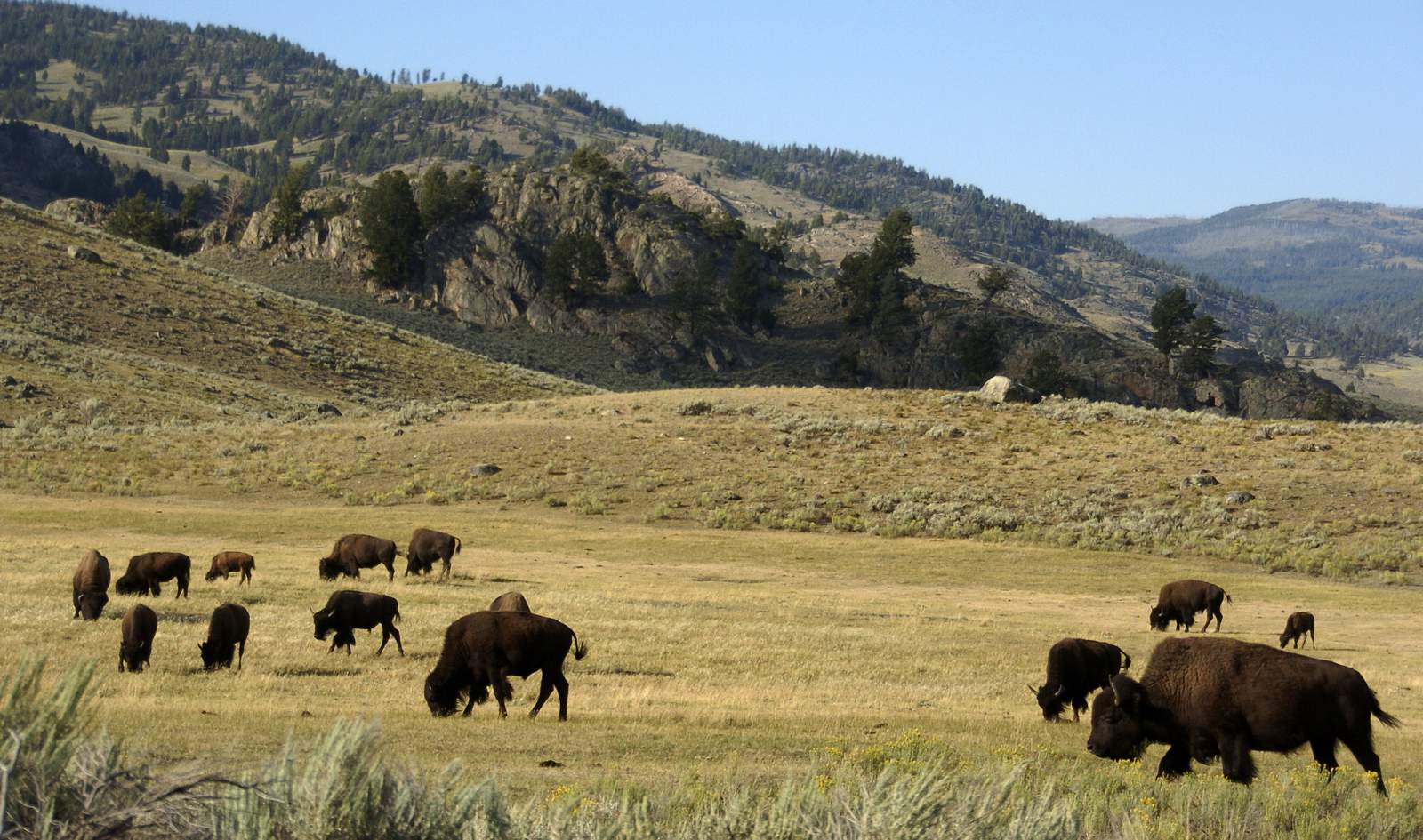 72-year-old woman gored by bison after getting too close for photos, officials confirm