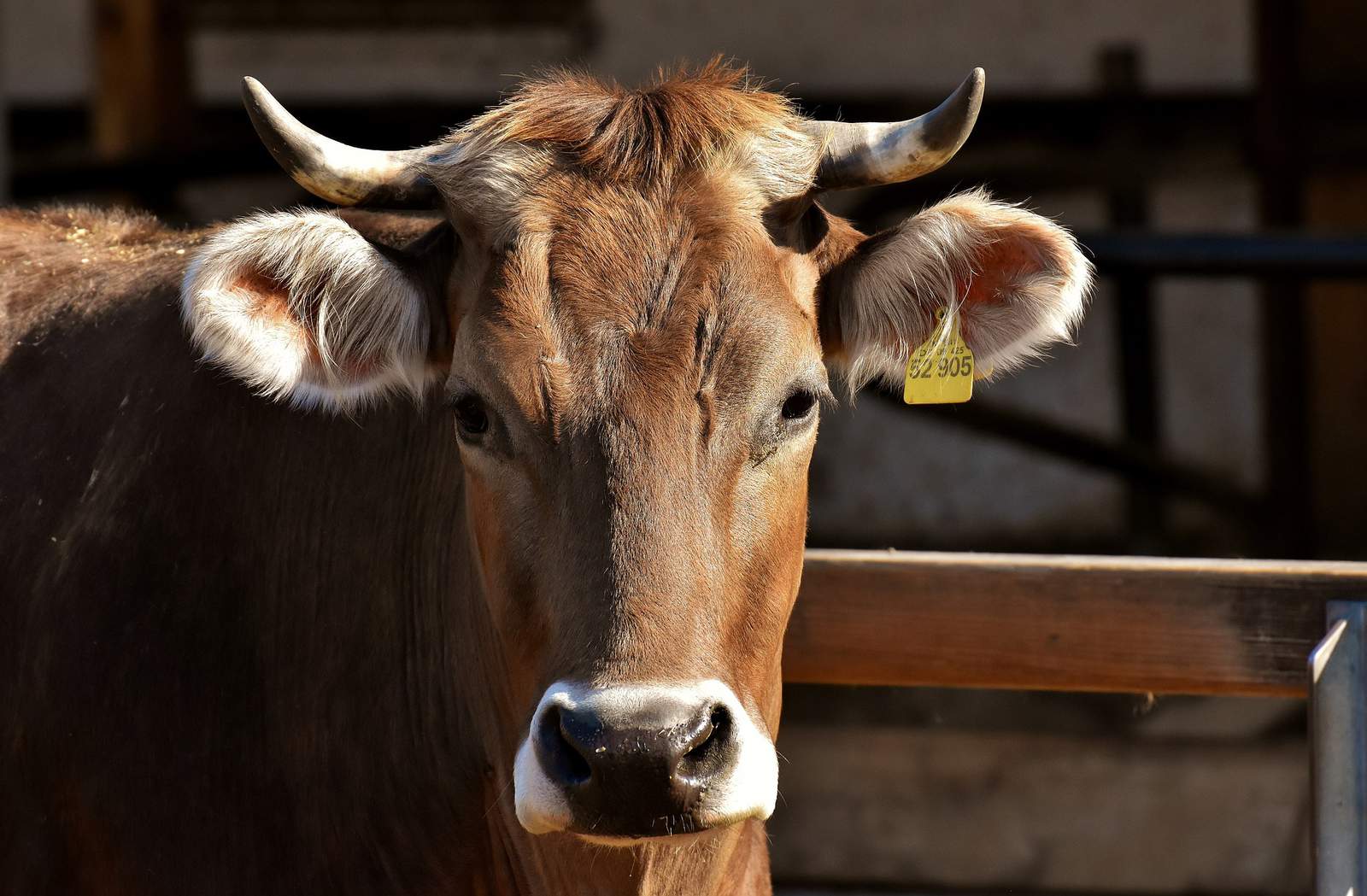 People who visited cattle barn at SA rodeo might need to be checked for rabies