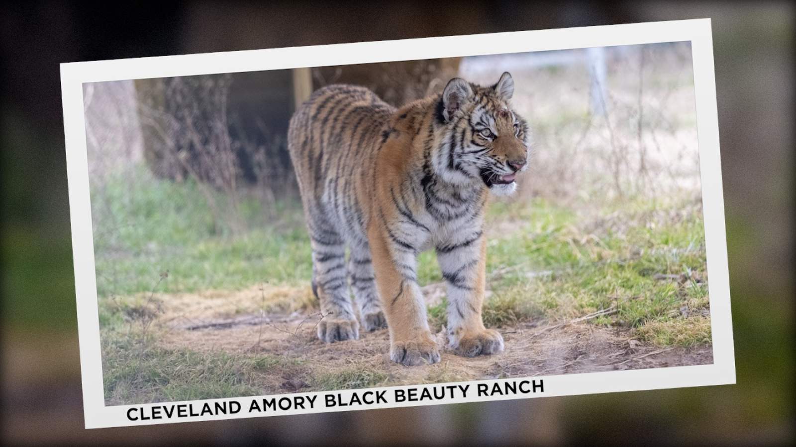 Elsa, the tiger rescued in Bexar County, now at home in Northeast Texas sanctuary