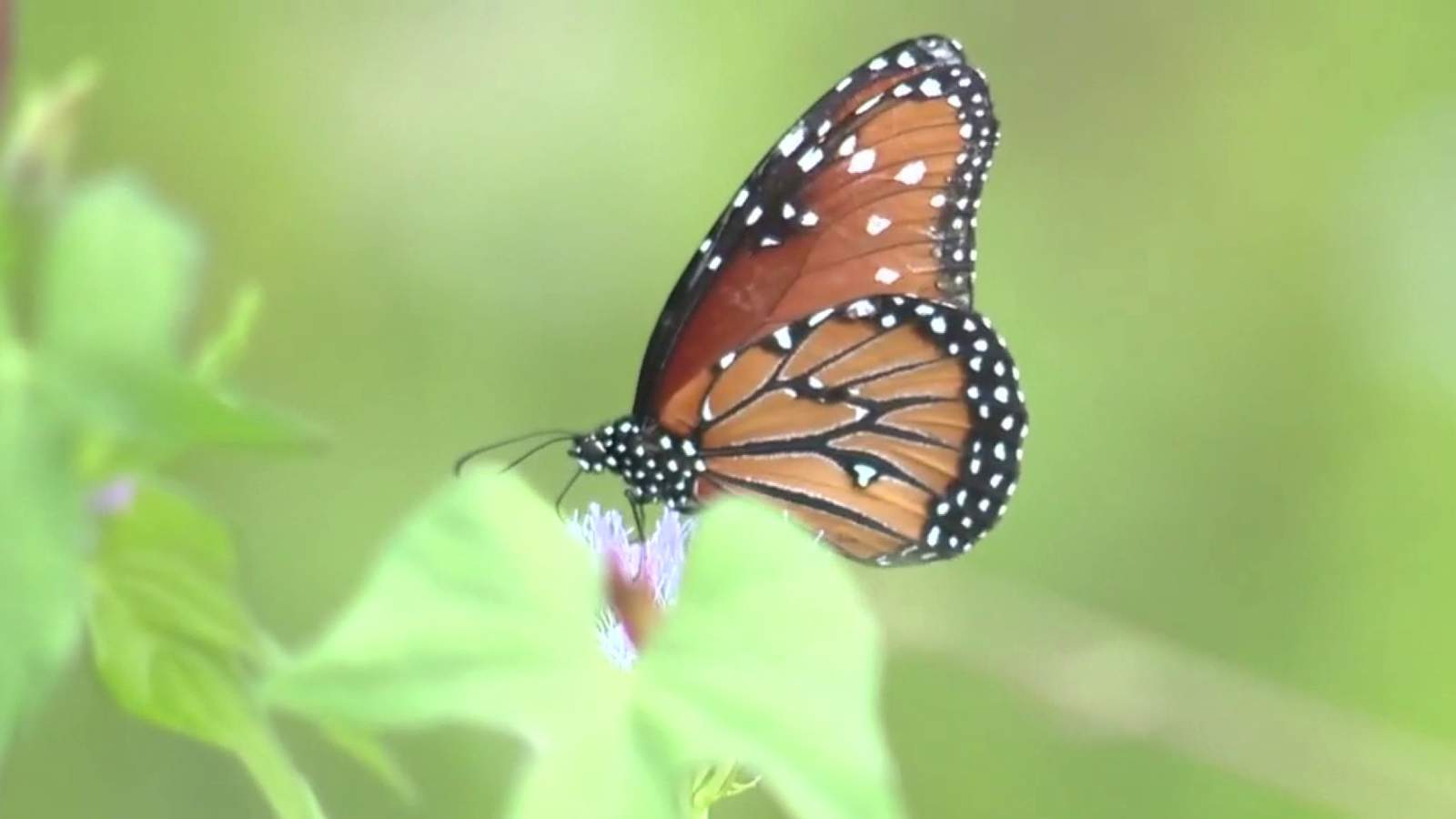 Monarchs, other butterflies migrate through San Antonio