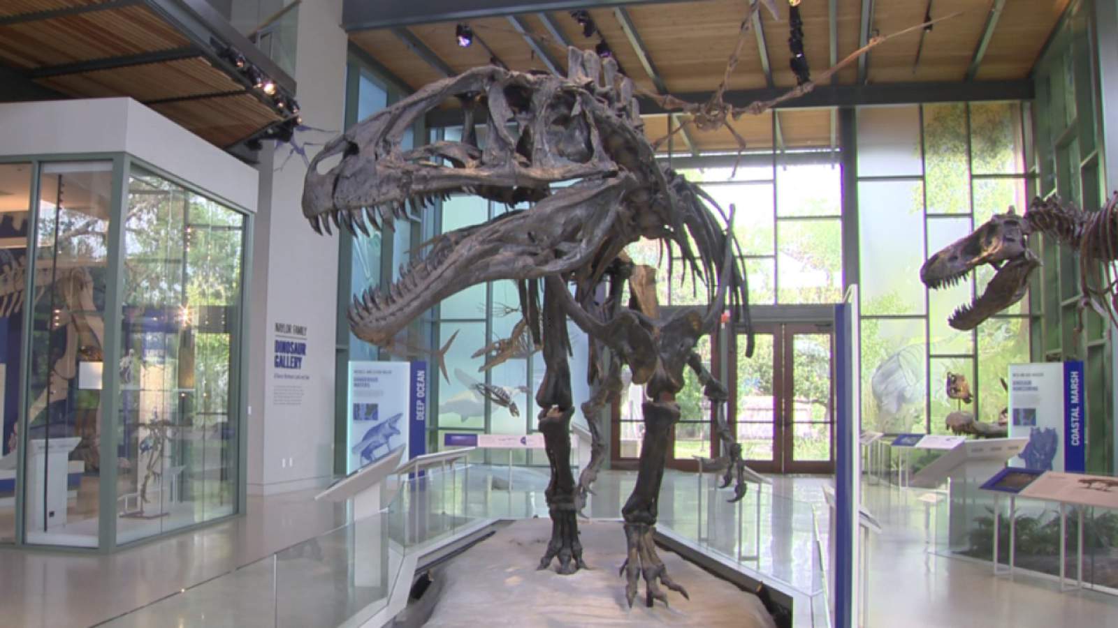Witte Museum unearths $250,000 grant to help collect, maintain fossils