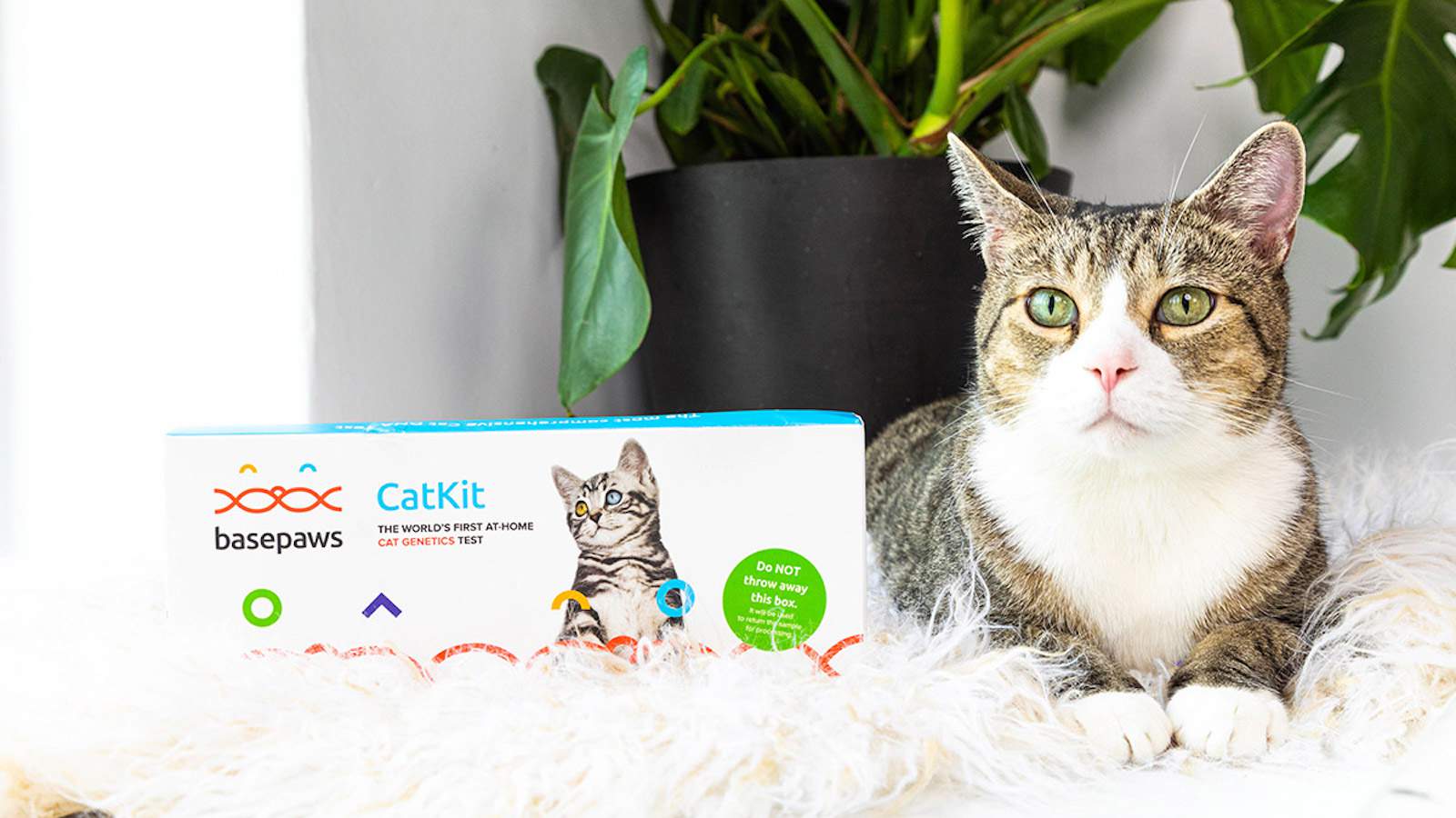This kitty DNA equipment is the purrfect present for cat mother and father — and it’s on sale