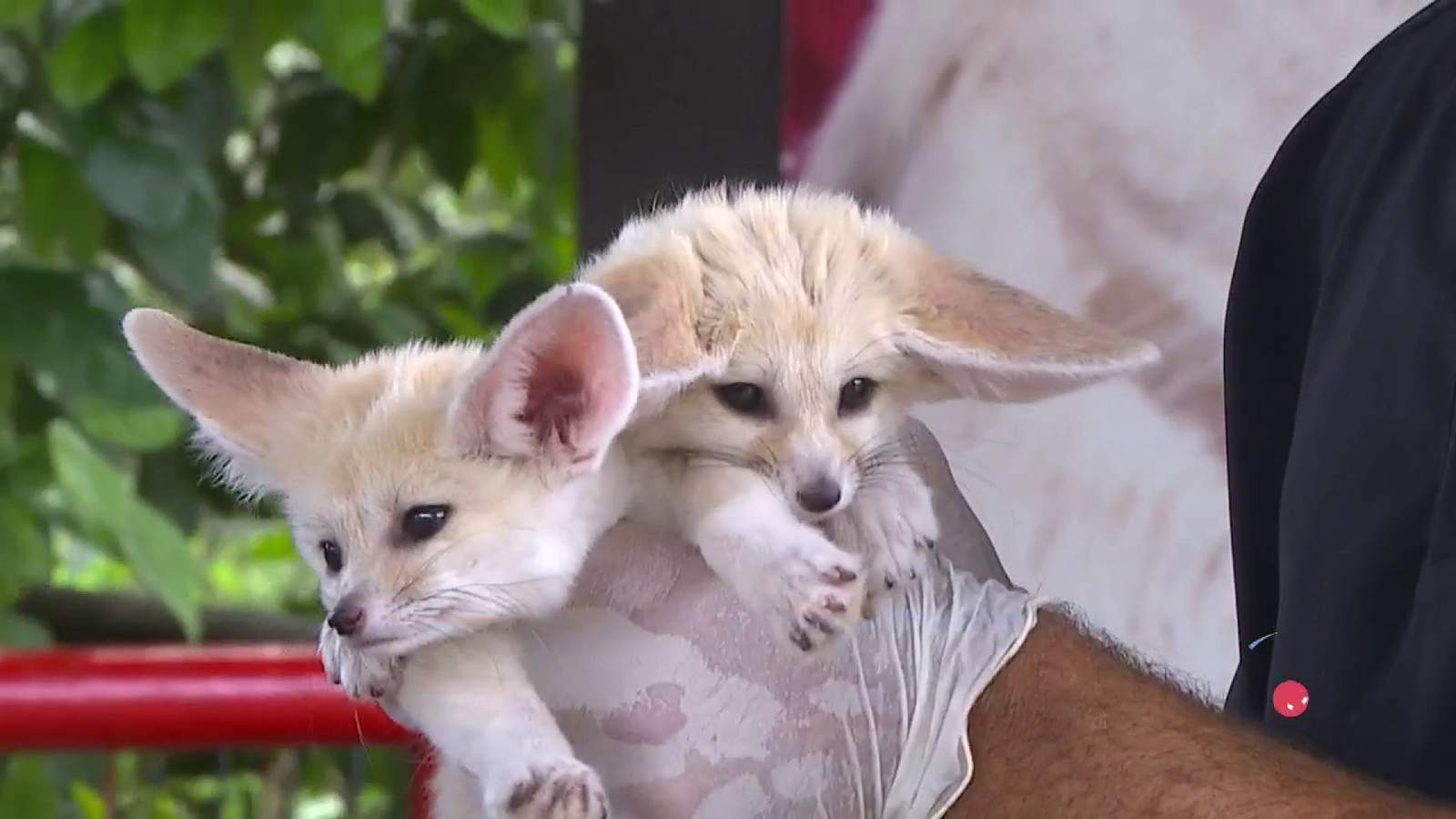 Where you can see the world’s smallest fox with the biggest ears!