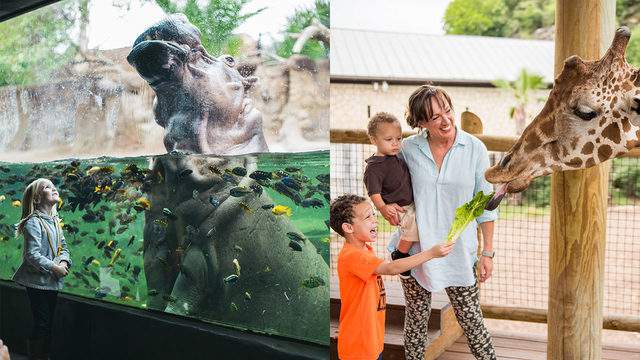 It’s National Hippo Day! You can celebrate with $8 SA Zoo admission