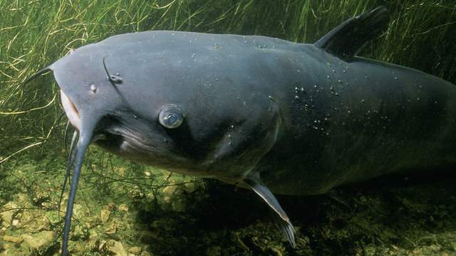 Grab your fishing poles, some ponds in San Antonio will be stocked with catfish soon