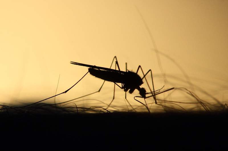 Buzz off! Metro Health offers advice to prevent mosquito bites, breeding after rains