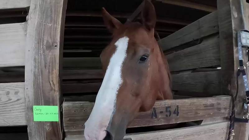 Horses evacuated from stables at JBSA-Lackland due to flooding