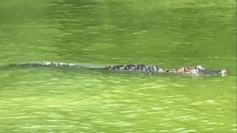 Fishing guide gets video of alligator in Calaveras Lake