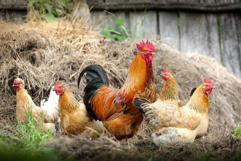 ‘Don’t kiss or snuggle your chickens’: CDC warns of Salmonella outbreaks linked to backyard flocks