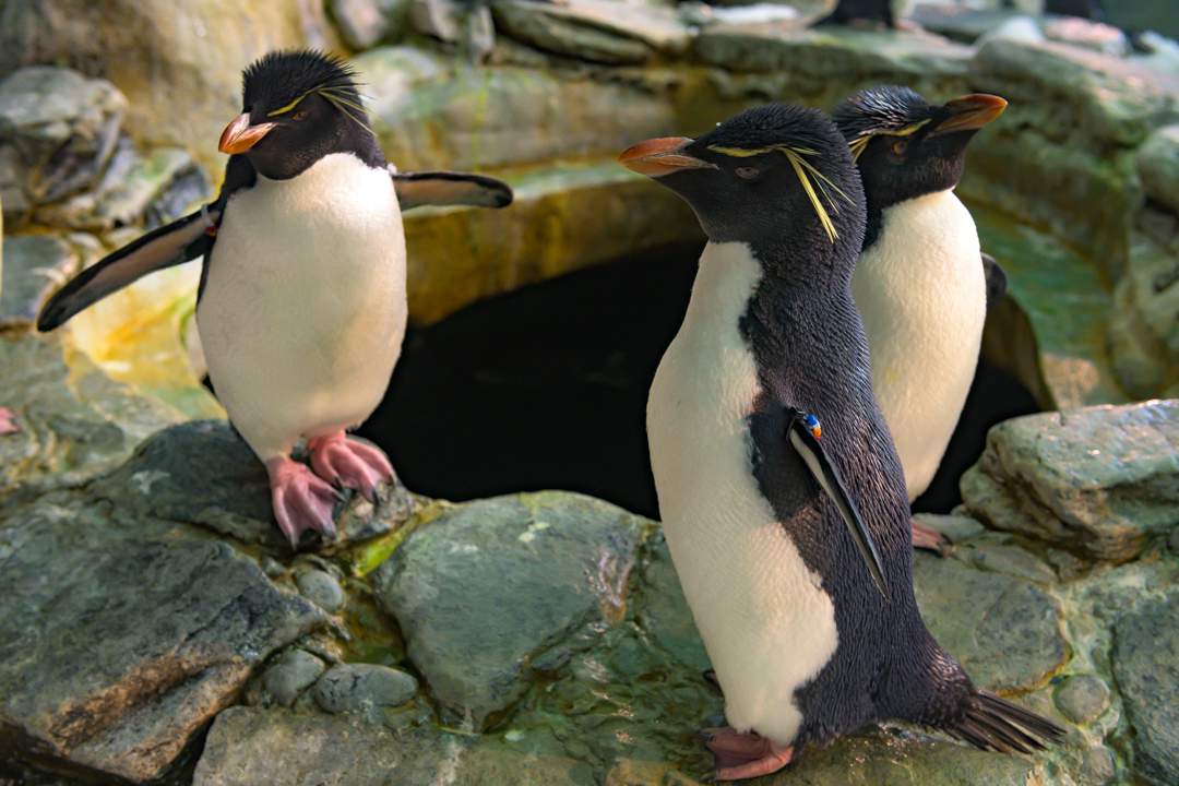 KSAT Kids: New penguin cam offers 24/7 look at SeaWorld San Antonio’s penguin exhibit