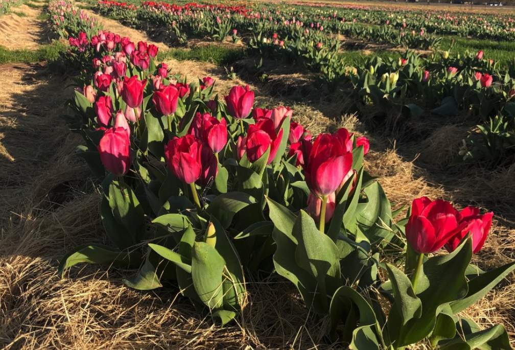 Tulip season is in bloom at farm north of San Antonio