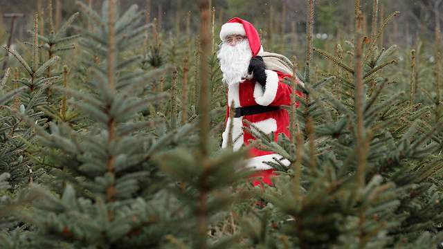 Where to chop down your own Christmas tree in the San Antonio and Austin areas