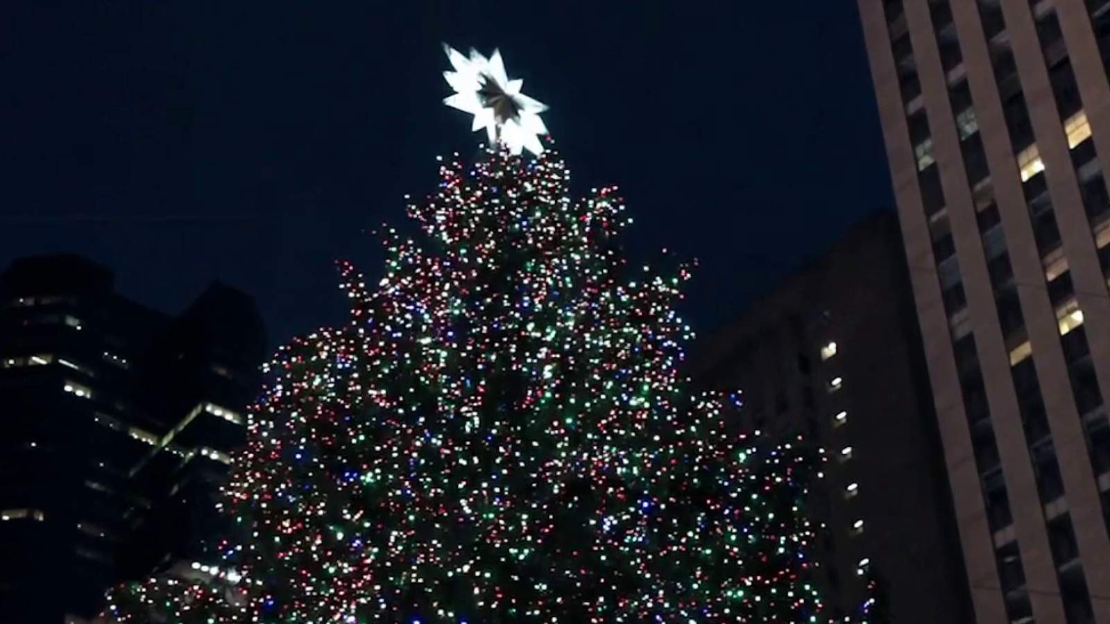 The history of the Christmas tree, and why it became a popular holiday tradition