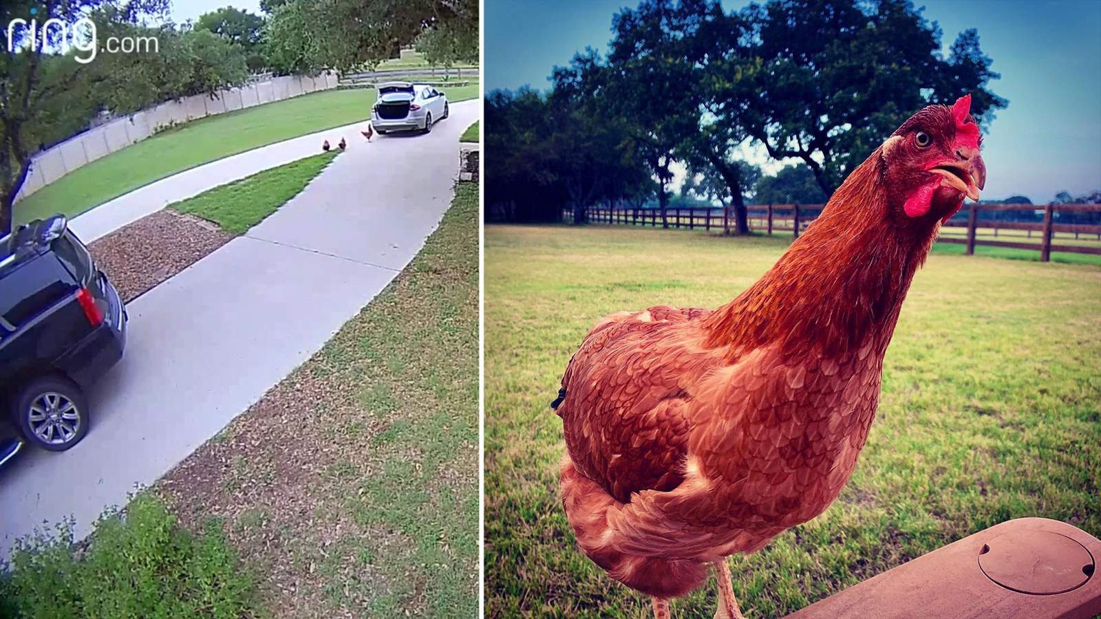 Have you seen this chicken? Reba took an accidental field trip to San Antonio Costco