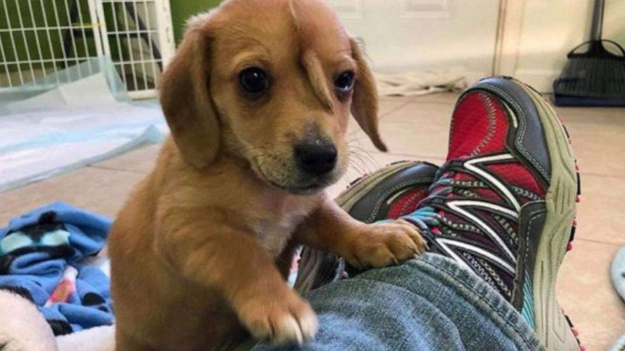 Narwhal the Puppy With Tail on His Forehead Gets Adopted by His Rescuer