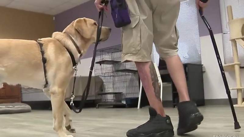 Nonprofit helps provide therapy for wounded warriors while training service animals