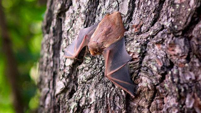 Rabies-positive bat found near Austin, officials say