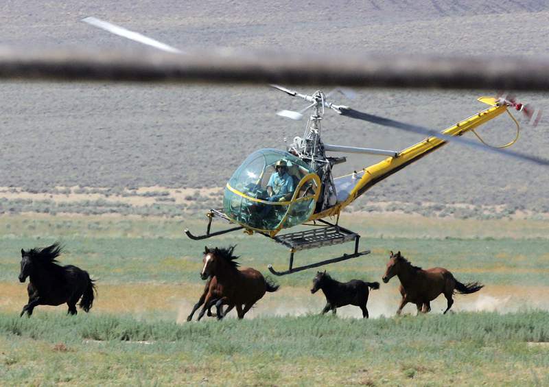 US plans 50% more wild horse roundups amid Western drought