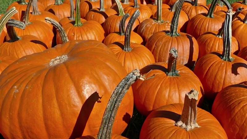 Expect to pay a bit more for Halloween pumpkins this year