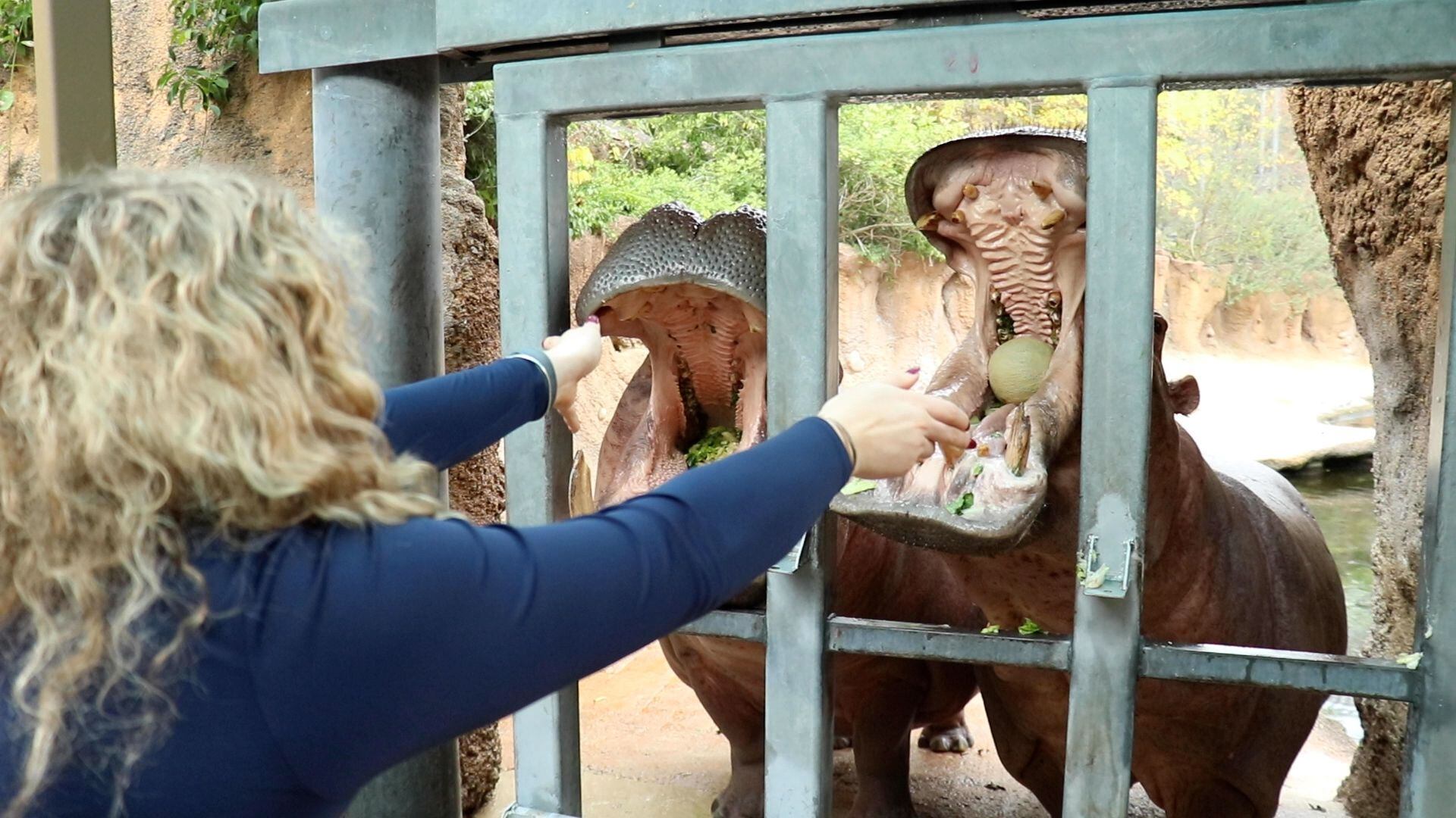 Avery Everett feeds Uma the hippo a cantaloupe at San Antonio Zoo