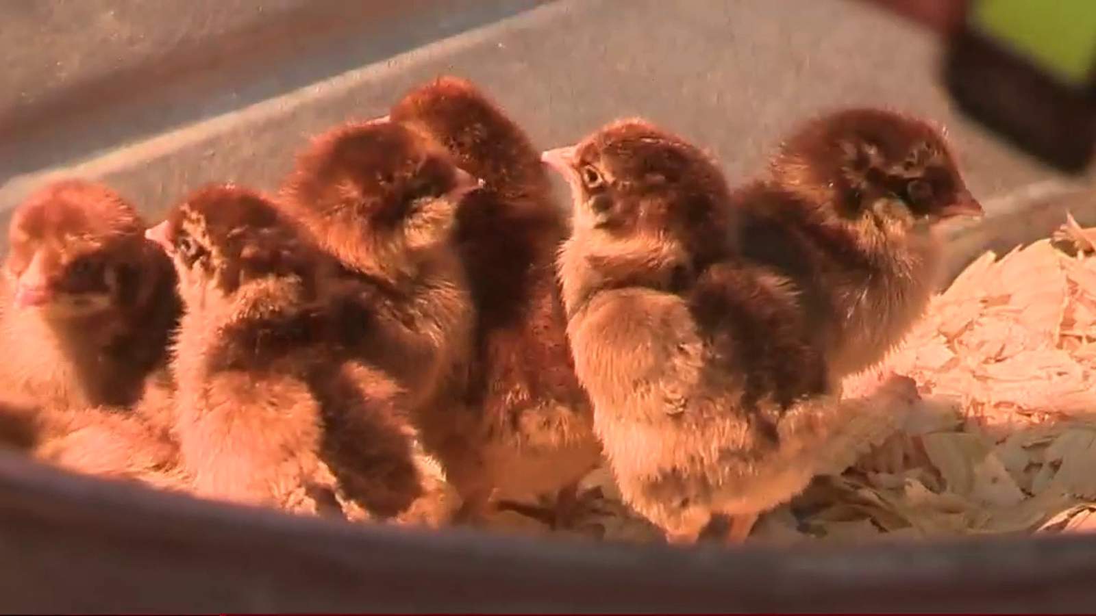 More people putting all their eggs in one basket by trying out backyard chicken farming