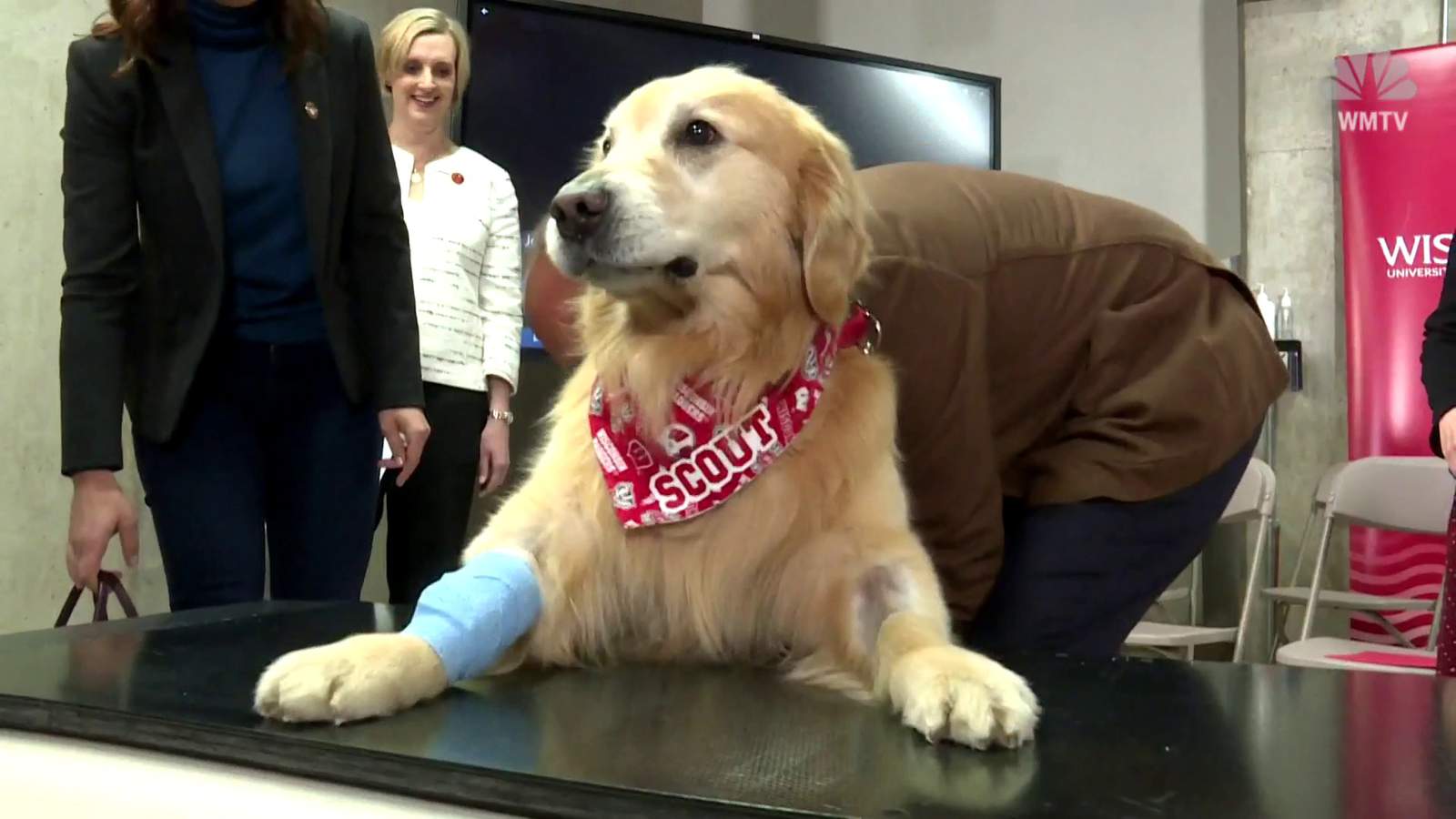 Dog that beat cancer will be featured in Super Bowl ad on Sunday