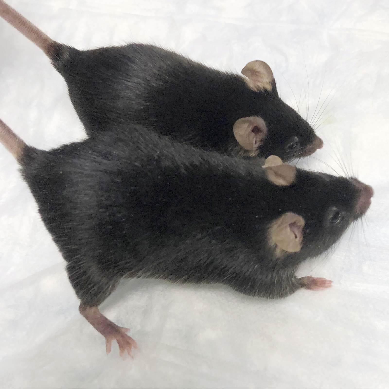'Mighty mice' stay musclebound in space, boon for astronauts