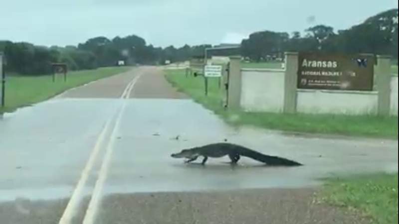 WATCH: Heavy rainfall draws alligator sightings in South Texas