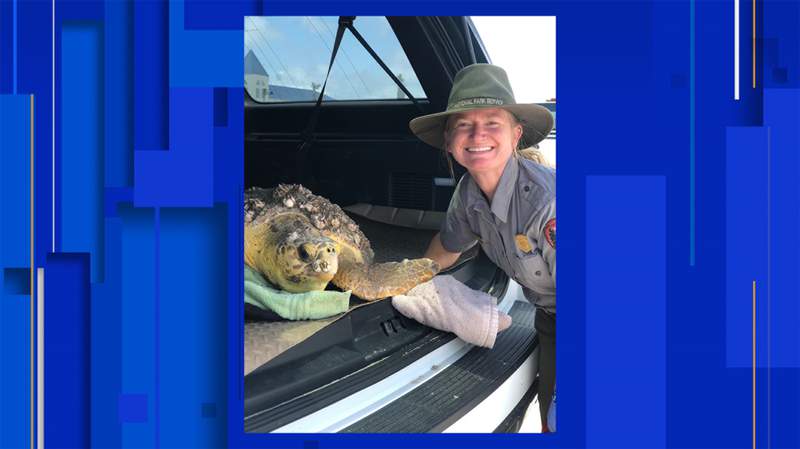 Stranded sea turtle gets second chance at life thanks to recovery, rehabilitation team