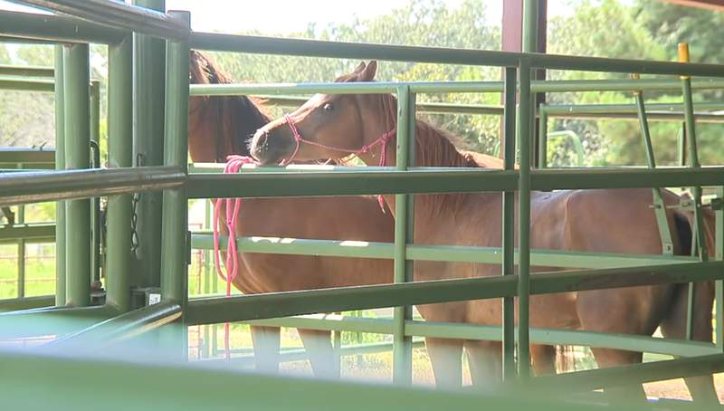8 horses seized by deputies after being starved, severely neglected by owners, sheriff says