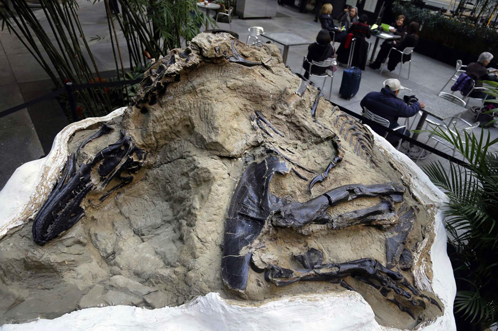 ‘Dueling dinosaurs’ fossils donated to North Carolina museum