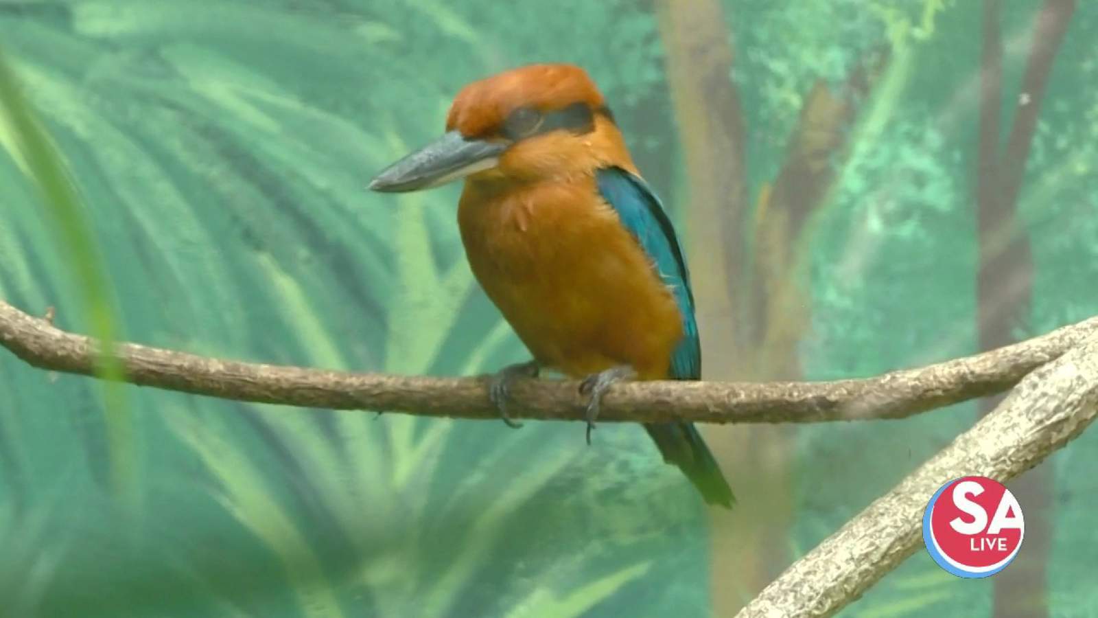 Bird extinct in the wild, born at San Antonio Zoo