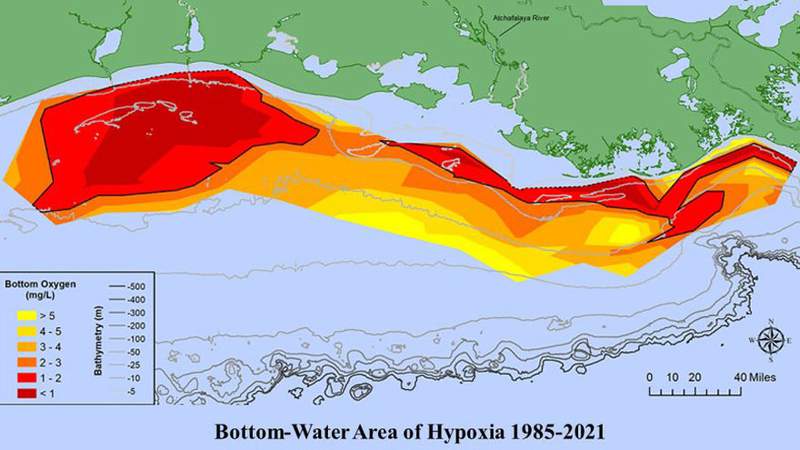 Gulf of Mexico’s ‘dead zone’ larger than average this year