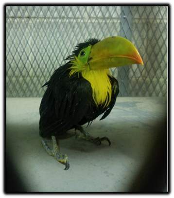 Exotic bird discovered during human smuggling attempt in Texas, officials say